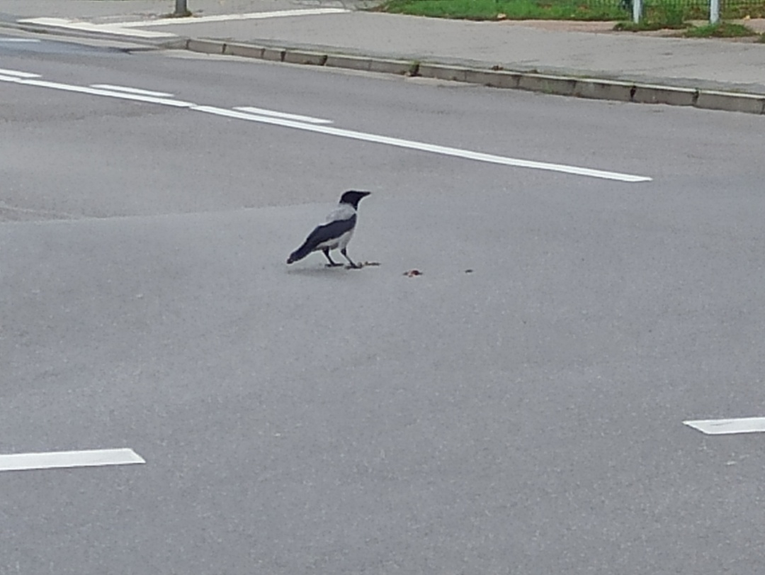Eine Nebelkrähe nutzte den Straßenverkehr zum Knacken von Walnüssen.